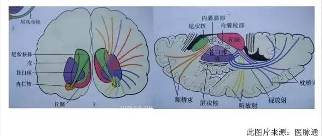 影像PPT - 放射冠与半卵圆中心的区别-9 影像PPT - 放射冠与半卵圆中心的区别-9