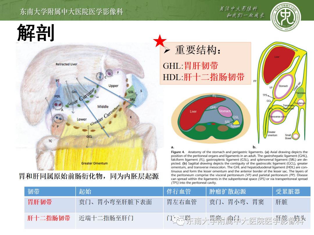 影像PPT - 【病例】胃肝样腺癌伴肝转移2例影像诊断-9