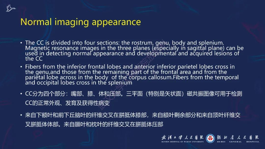 影像PPT - 【PPT】胼胝体病变影像诊断-3