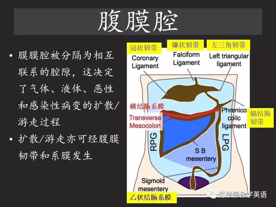 影像PPT - 【PPT】腹腔游离气体:从哪里来?如何应用腹膜解剖确定穿孔部位-6 影像PPT - 【PPT】腹腔游离气体:从哪里来?如何应用腹膜解剖确定穿孔部位-6
