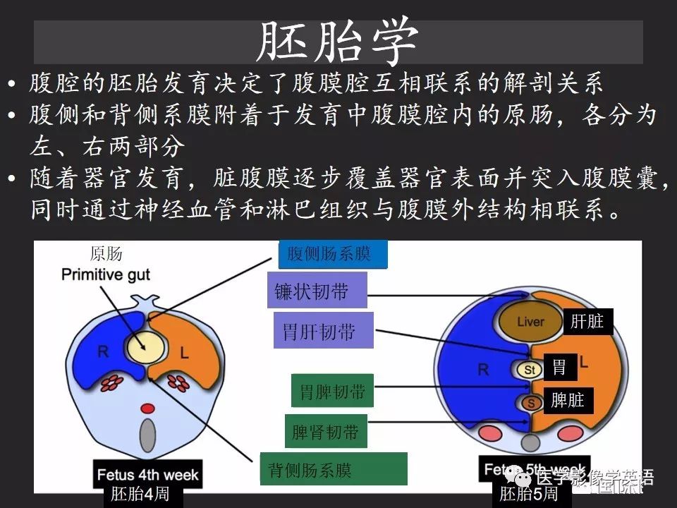 影像PPT - 【PPT】腹腔游离气体:从哪里来?如何应用腹膜解剖确定穿孔部位-7 影像PPT - 【PPT】腹腔游离气体:从哪里来?如何应用腹膜解剖确定穿孔部位-7