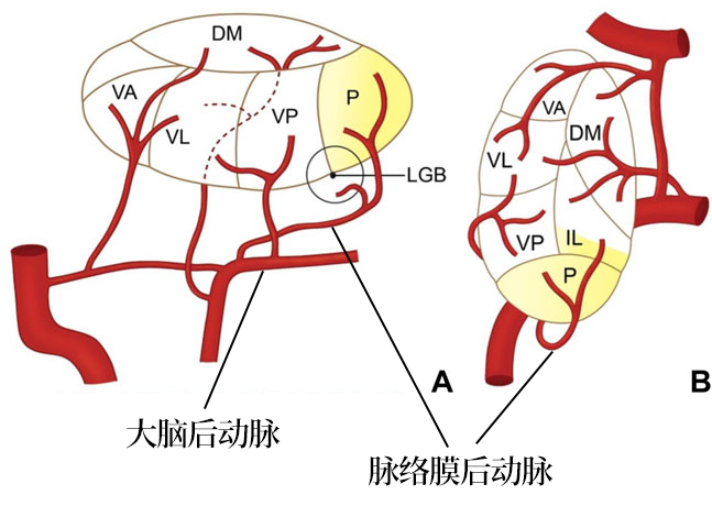 影像PPT - 【病例】双侧丘脑的同时梗死罕见,但是见过一次就不会忘了-5 影像PPT - 【病例】双侧丘脑的同时梗死罕见,但是见过一次就不会忘了-5