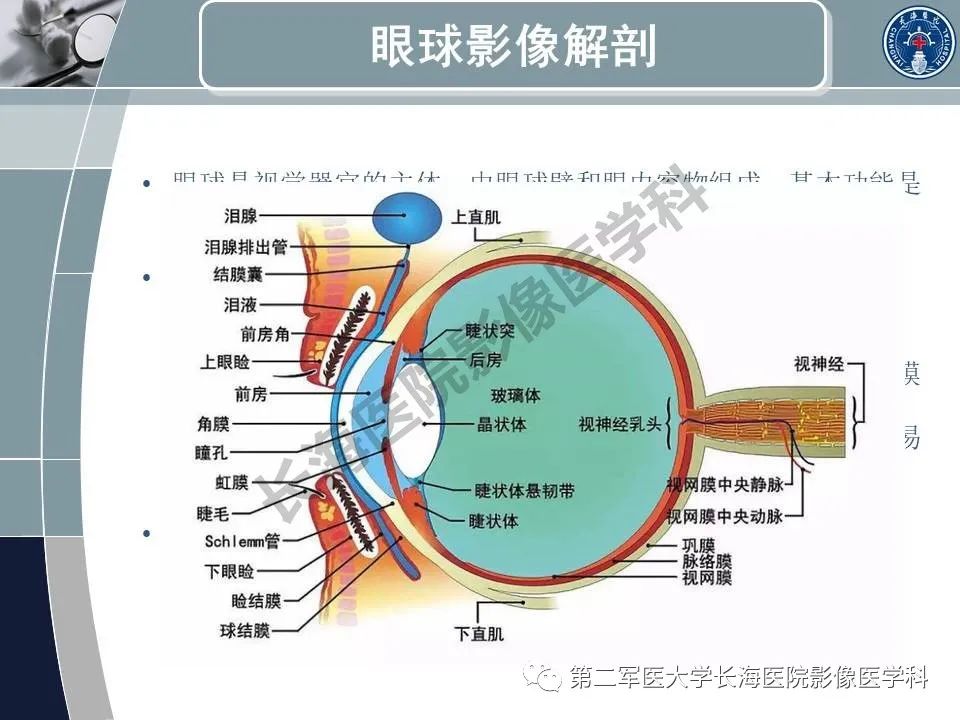 影像PPT - 【PPT】眼眶内肿瘤的影像诊断-5