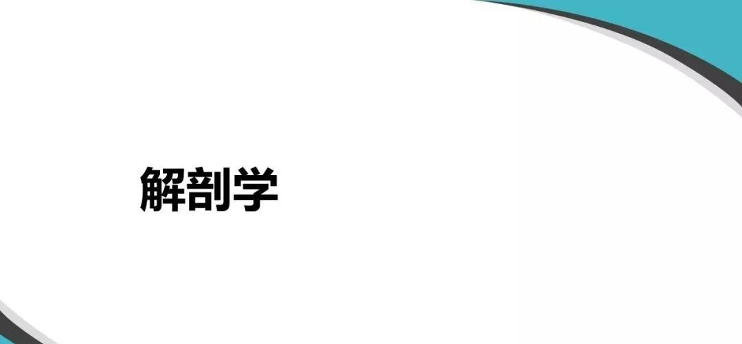 影像PPT - 【PPT】内窥镜对照的咽喉CT解剖学研究-8