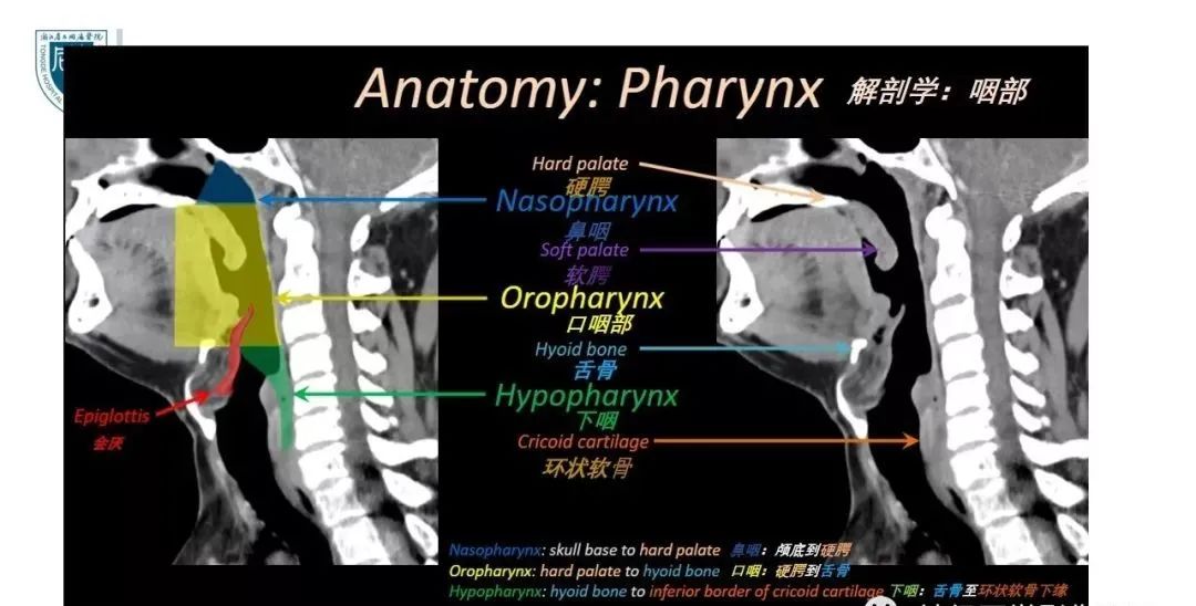影像PPT - 【PPT】内窥镜对照的咽喉CT解剖学研究-9