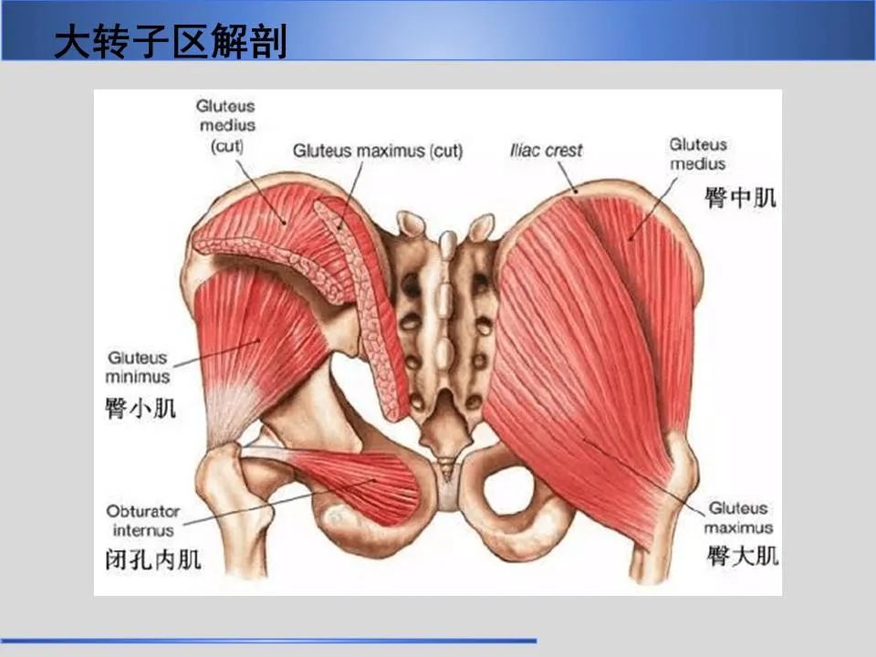 影像PPT - 【PPT】股骨大转子疼痛综合征MR特征-4