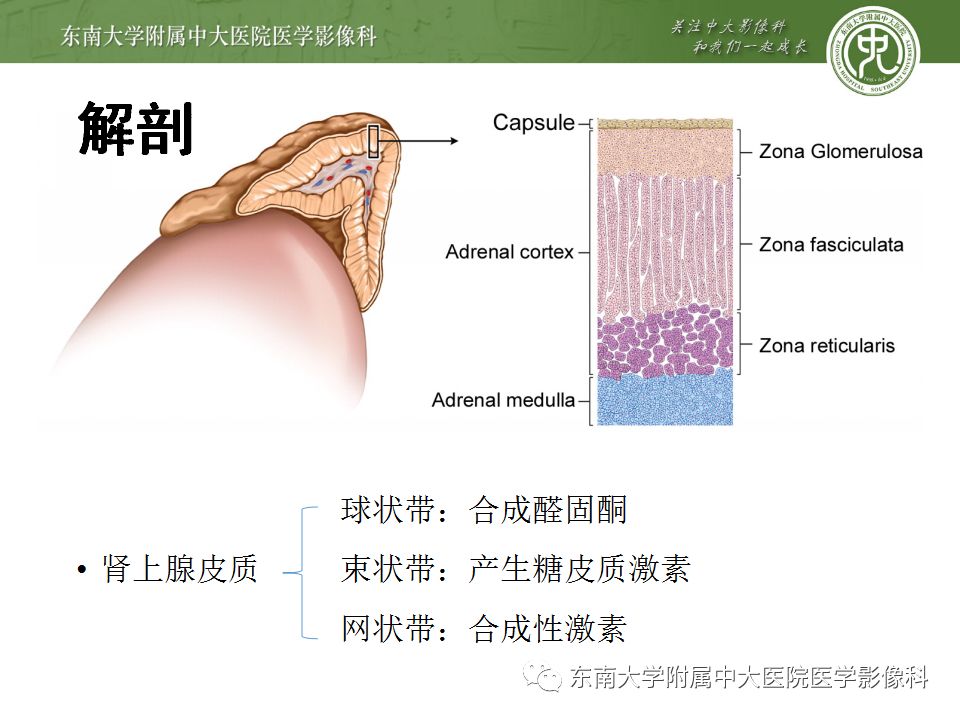 影像PPT - 【病例】肾上腺皮质癌1例CT及MR影像诊断-12
