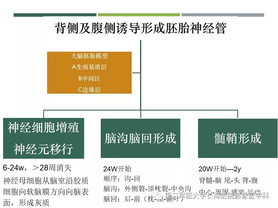 影像PPT - 【PPT】新生儿缺血缺氧性脑病的MR表现及相关解剖、生理基础-20