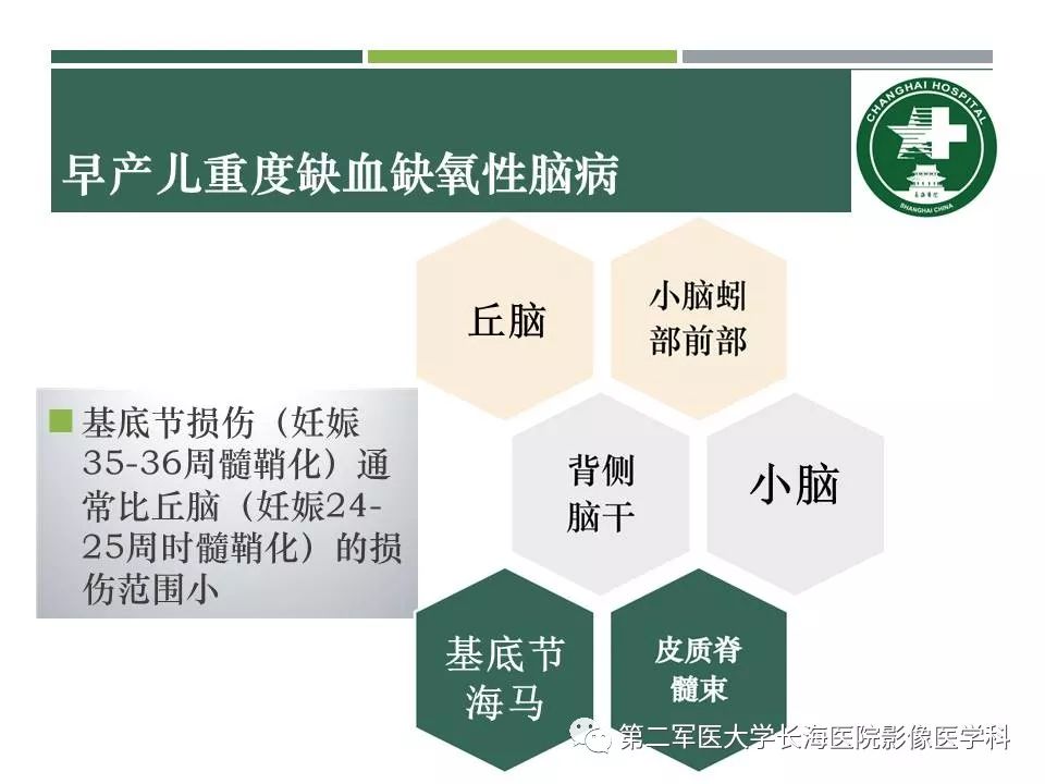 影像PPT - 【PPT】新生儿缺血缺氧性脑病的MR表现及相关解剖、生理基础-28