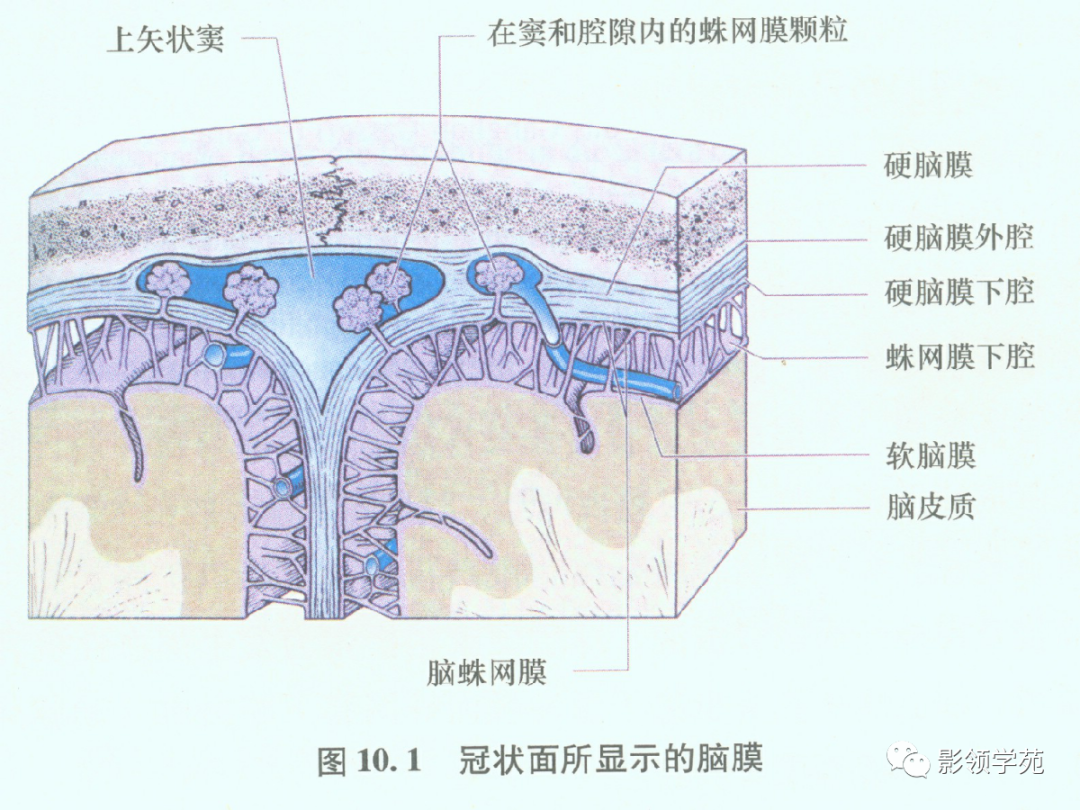影像PPT - 肥厚性硬脑膜炎-1 影像PPT - 肥厚性硬脑膜炎-1