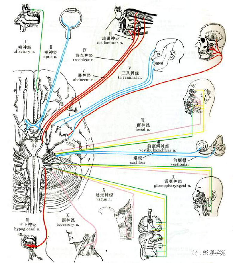 影像PPT - 颅底影像解剖及病变分析-35 影像PPT - 颅底影像解剖及病变分析-35