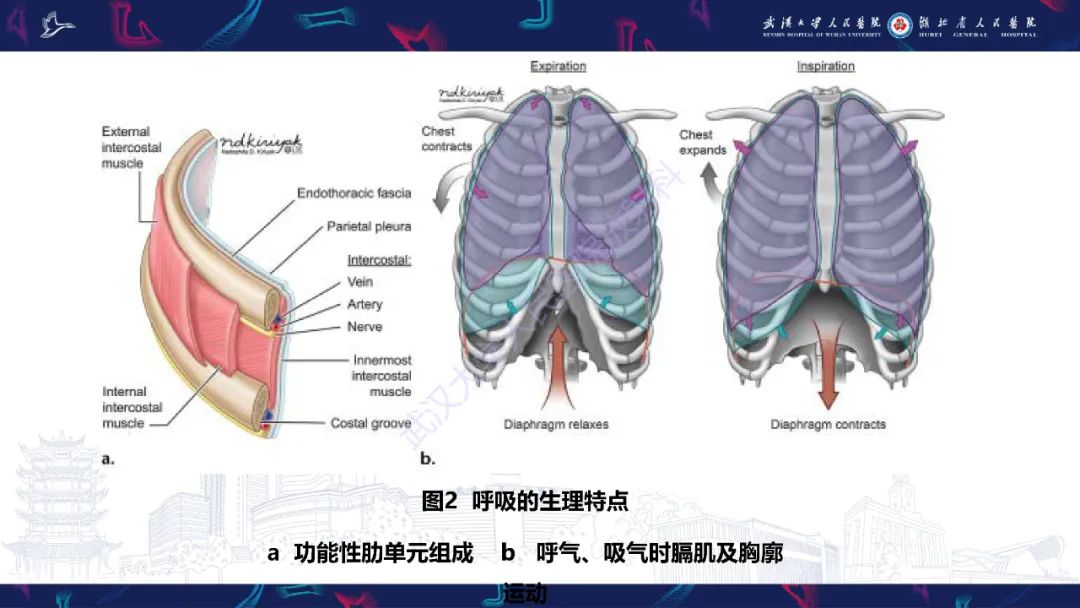 影像PPT - 【PPT】肋骨病变影像诊断-5