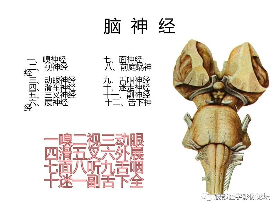 影像PPT - 【PPT】十二颅神孔道出-2