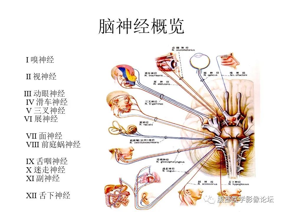 影像PPT - 【PPT】十二颅神孔道出-3