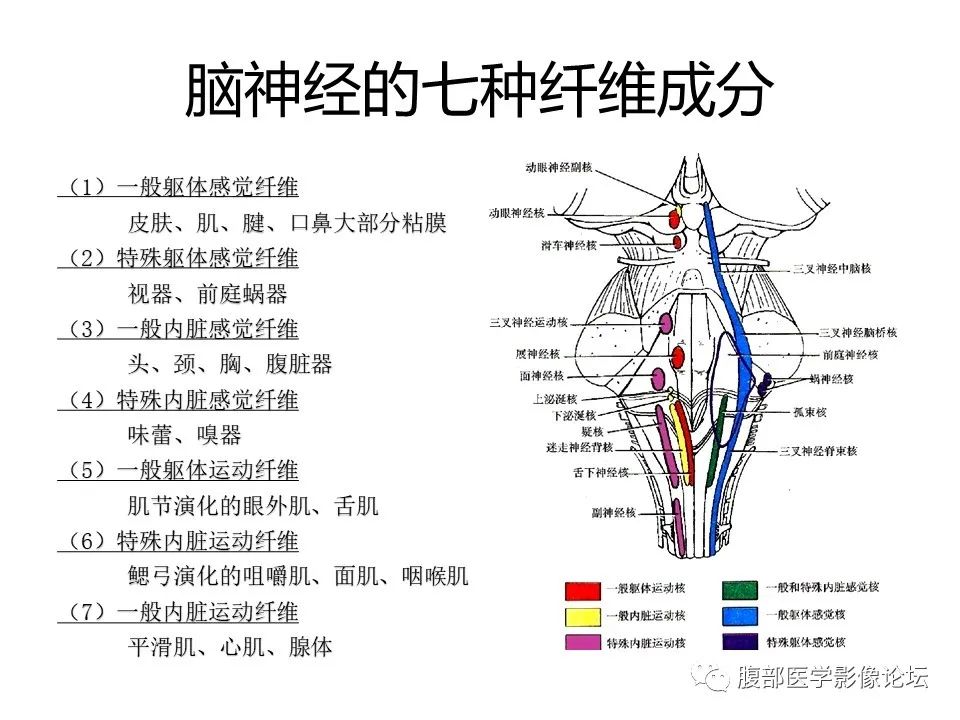影像PPT - 【PPT】十二颅神孔道出-4