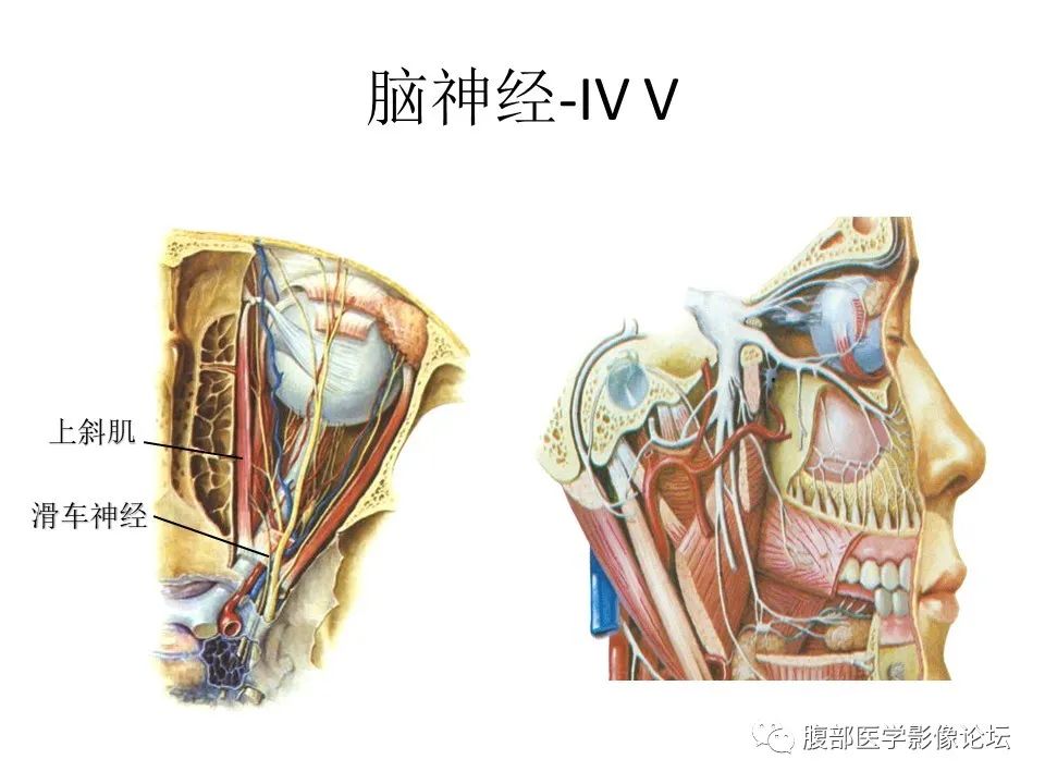 影像PPT - 【PPT】十二颅神孔道出-7