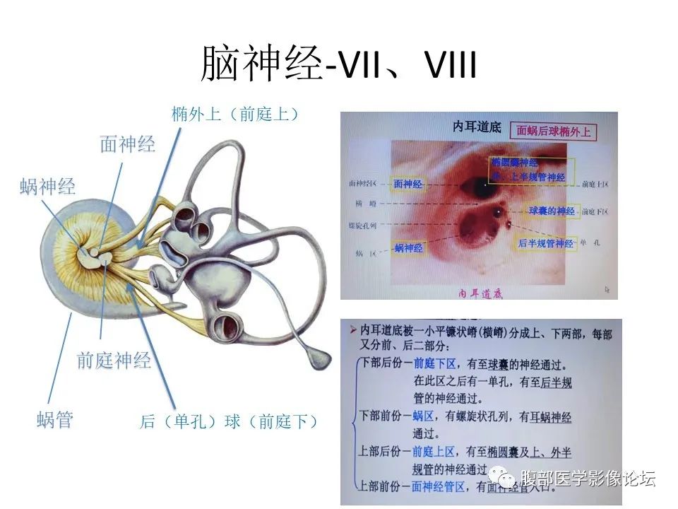 影像PPT - 【PPT】十二颅神孔道出-11