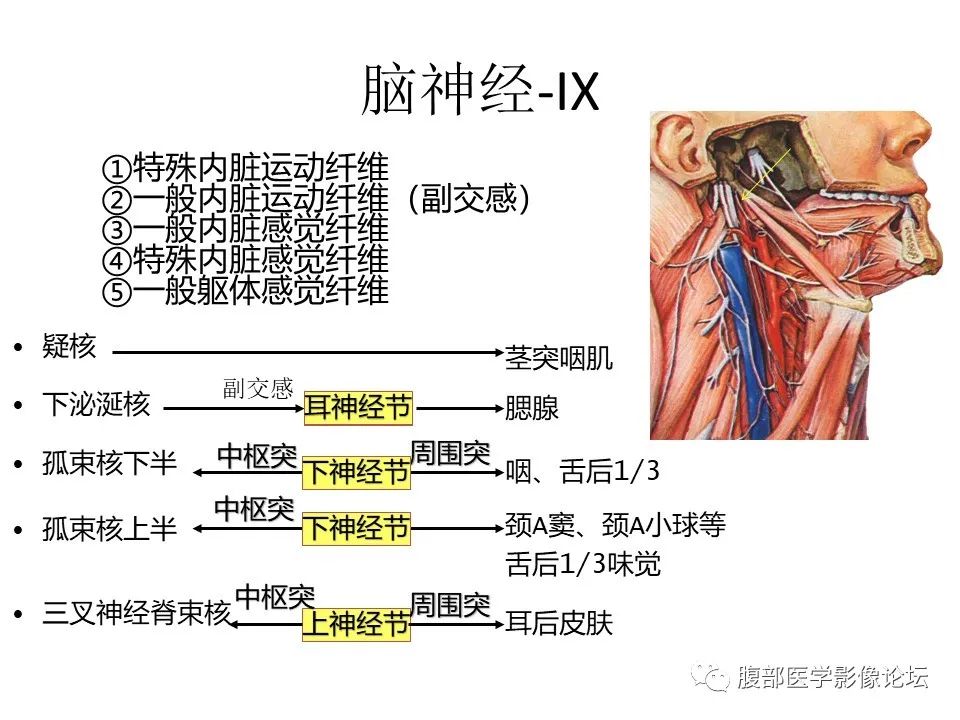 影像PPT - 【PPT】十二颅神孔道出-12