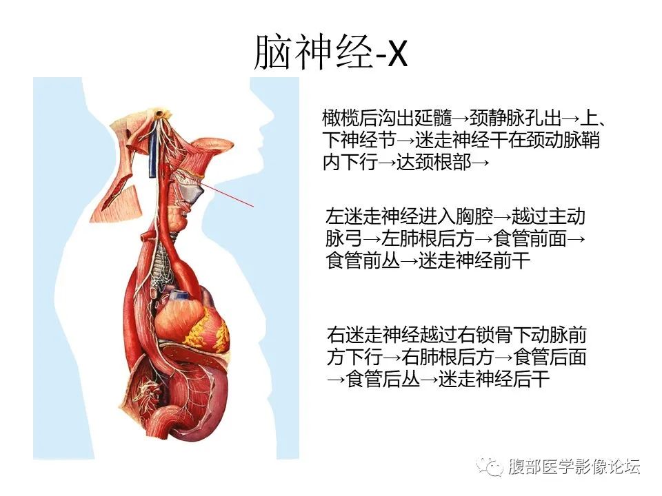影像PPT - 【PPT】十二颅神孔道出-13