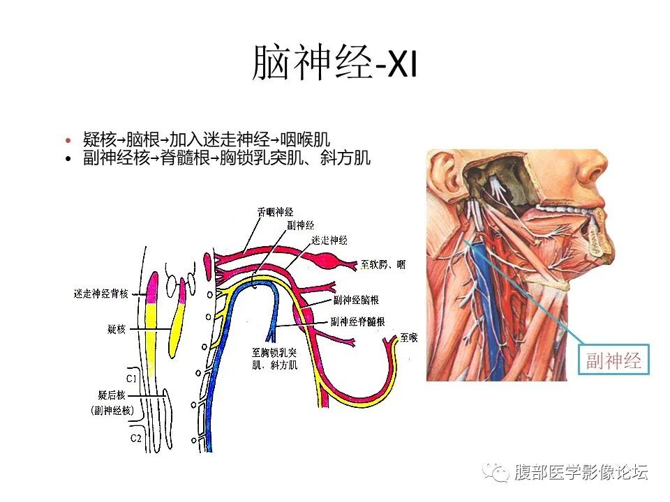 影像PPT - 【PPT】十二颅神孔道出-14