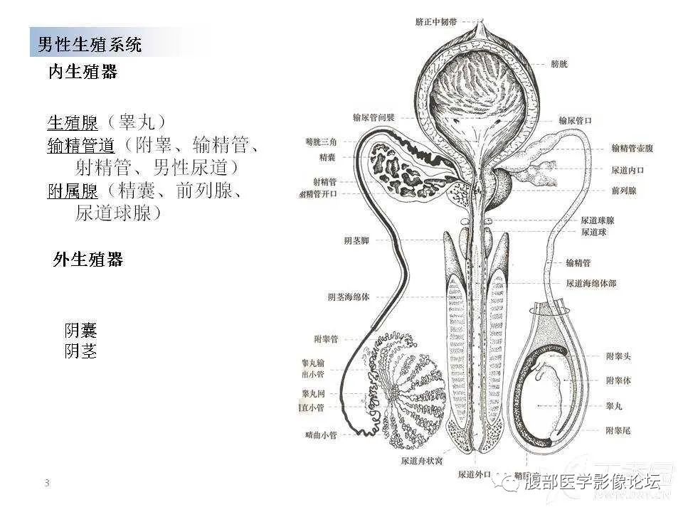 影像PPT - 【PPT】前列腺的解剖和功能-3