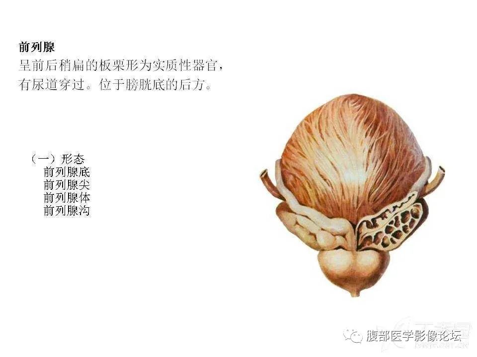 影像PPT - 【PPT】前列腺的解剖和功能-4