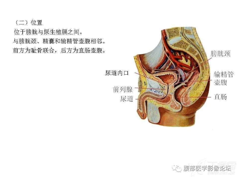 影像PPT - 【PPT】前列腺的解剖和功能-5