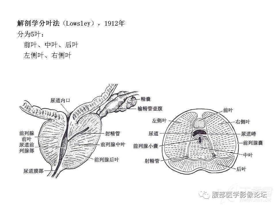 影像PPT - 【PPT】前列腺的解剖和功能-6