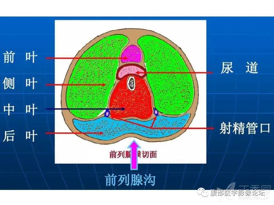 影像PPT - 【PPT】前列腺的解剖和功能-7