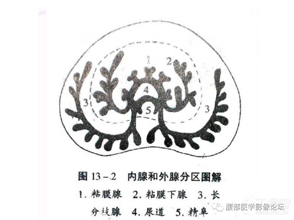 影像PPT - 【PPT】前列腺的解剖和功能-9