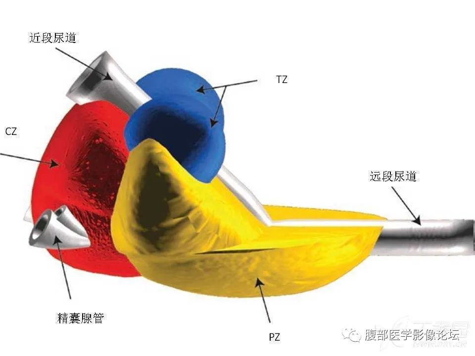 影像PPT - 【PPT】前列腺的解剖和功能-19