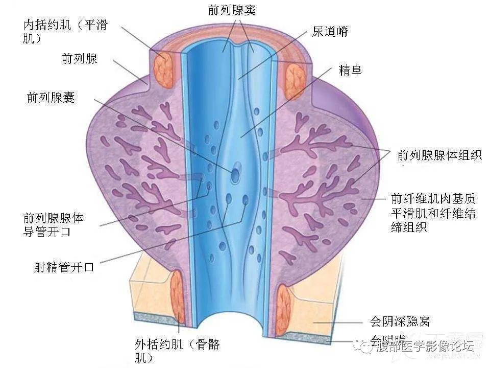 影像PPT - 【PPT】前列腺的解剖和功能-22