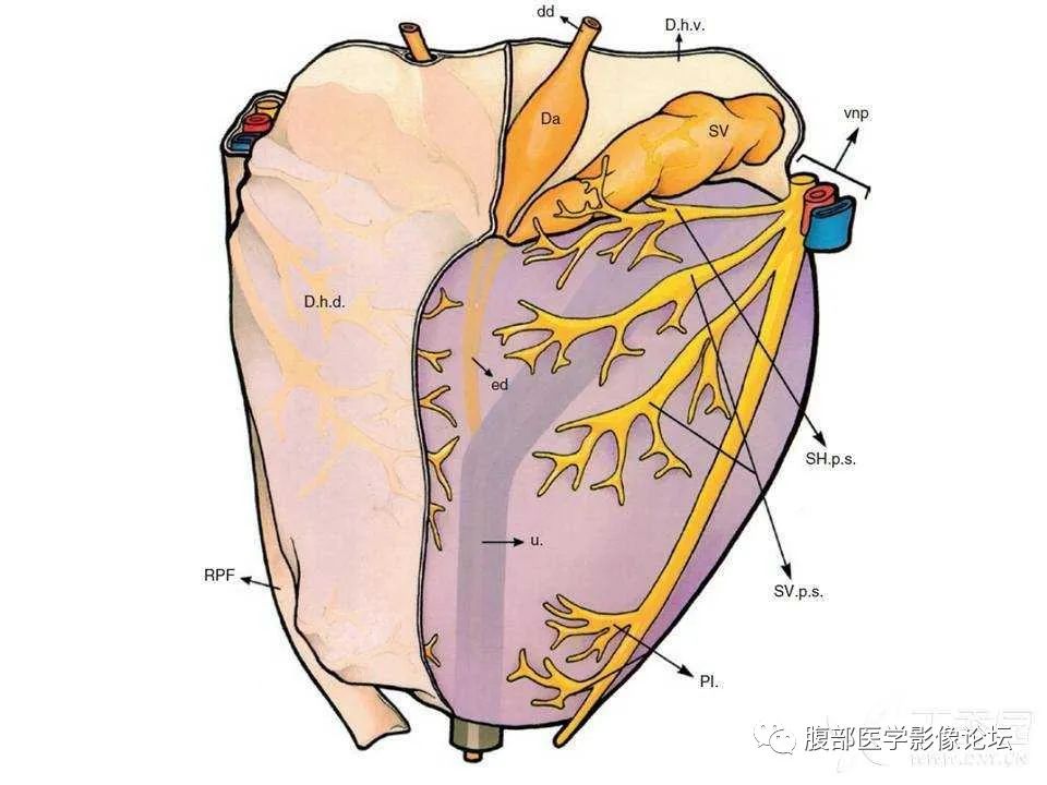 影像PPT - 【PPT】前列腺的解剖和功能-25