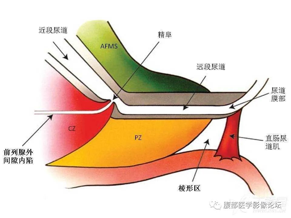影像PPT - 【PPT】前列腺的解剖和功能-26