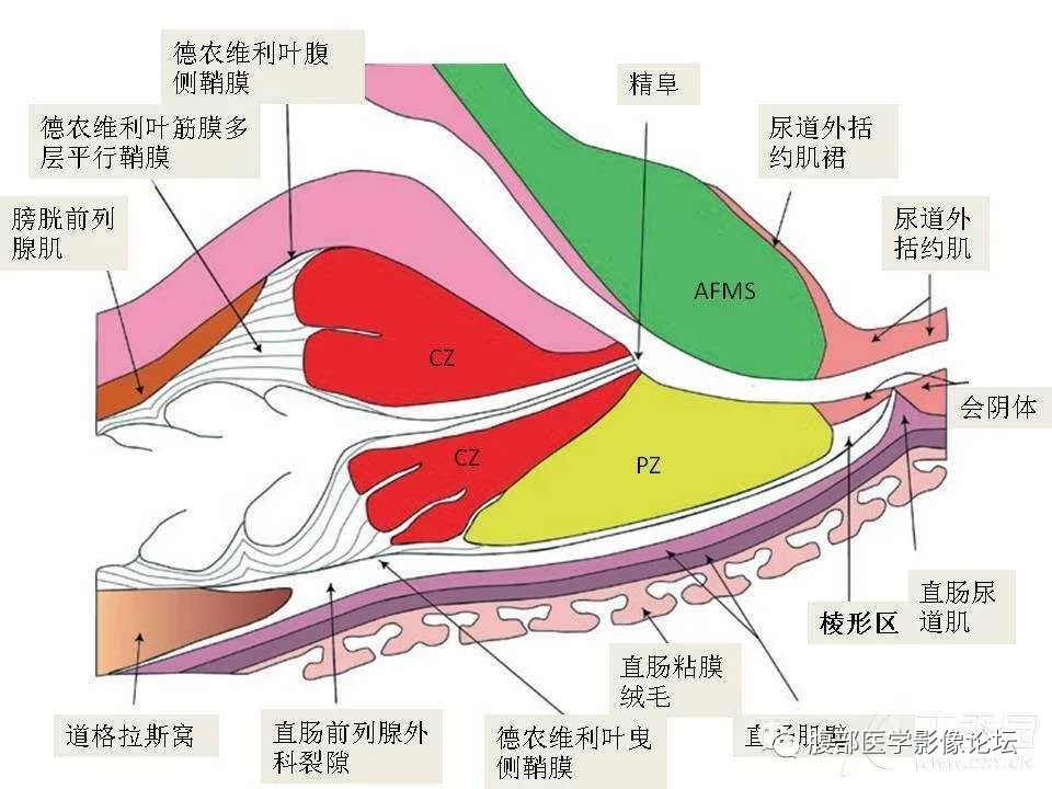 影像PPT - 【PPT】前列腺的解剖和功能-27