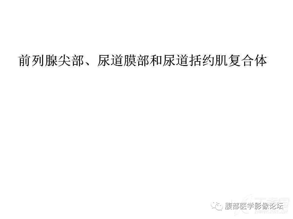 影像PPT - 【PPT】前列腺的解剖和功能-28