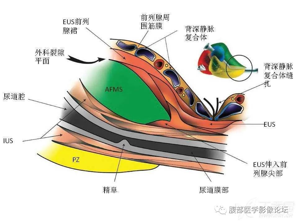 影像PPT - 【PPT】前列腺的解剖和功能-29