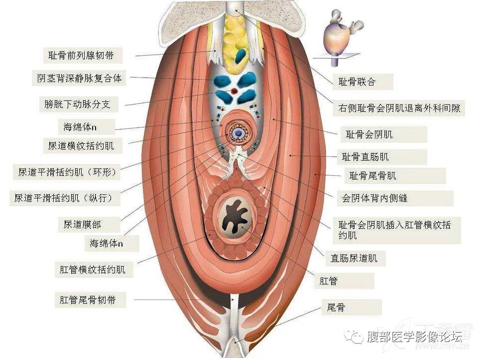 影像PPT - 【PPT】前列腺的解剖和功能-32