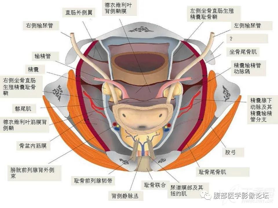 影像PPT - 【PPT】前列腺的解剖和功能-34