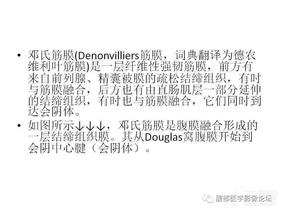 影像PPT - 【PPT】前列腺的解剖和功能-35