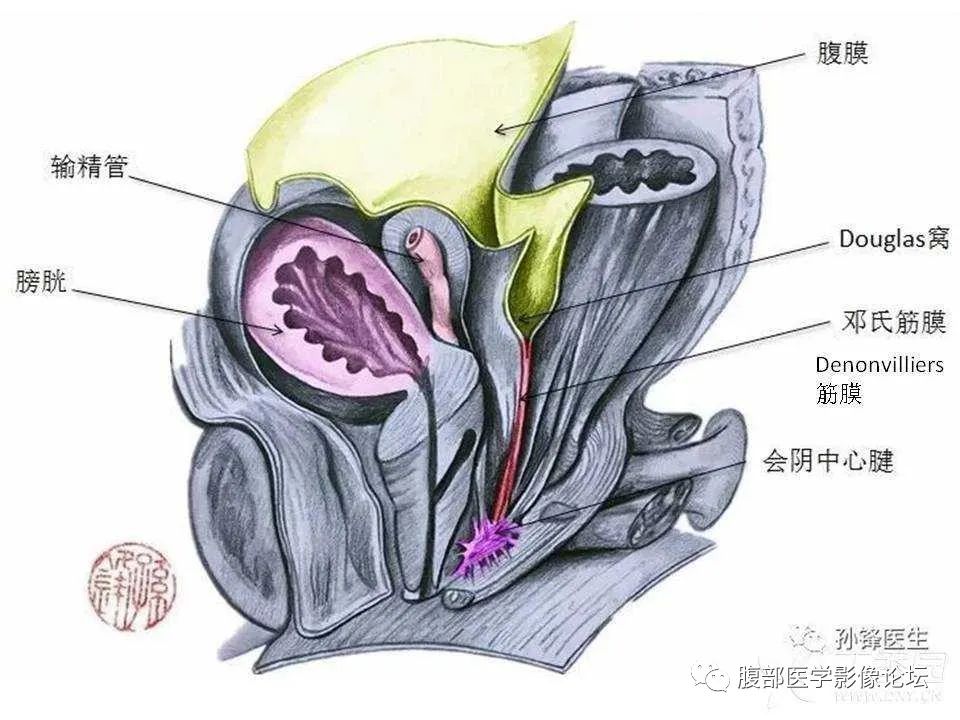 影像PPT - 【PPT】前列腺的解剖和功能-36