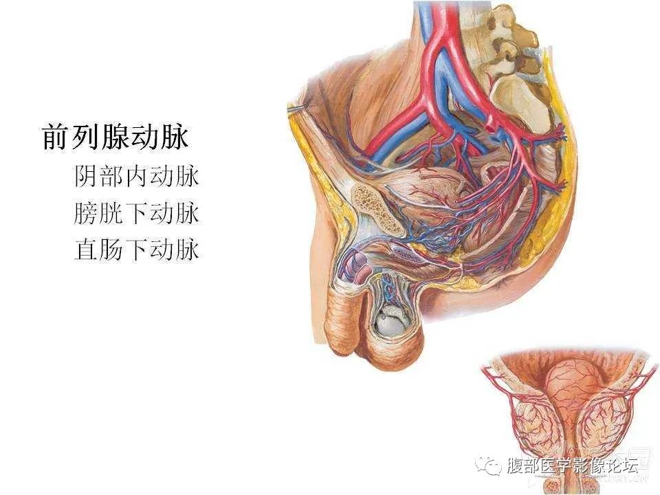 影像PPT - 【PPT】前列腺的解剖和功能-38