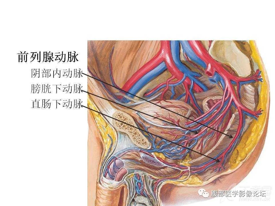 影像PPT - 【PPT】前列腺的解剖和功能-39