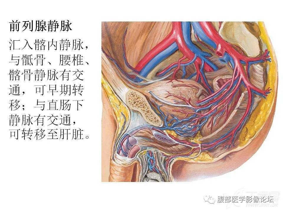 影像PPT - 【PPT】前列腺的解剖和功能-40