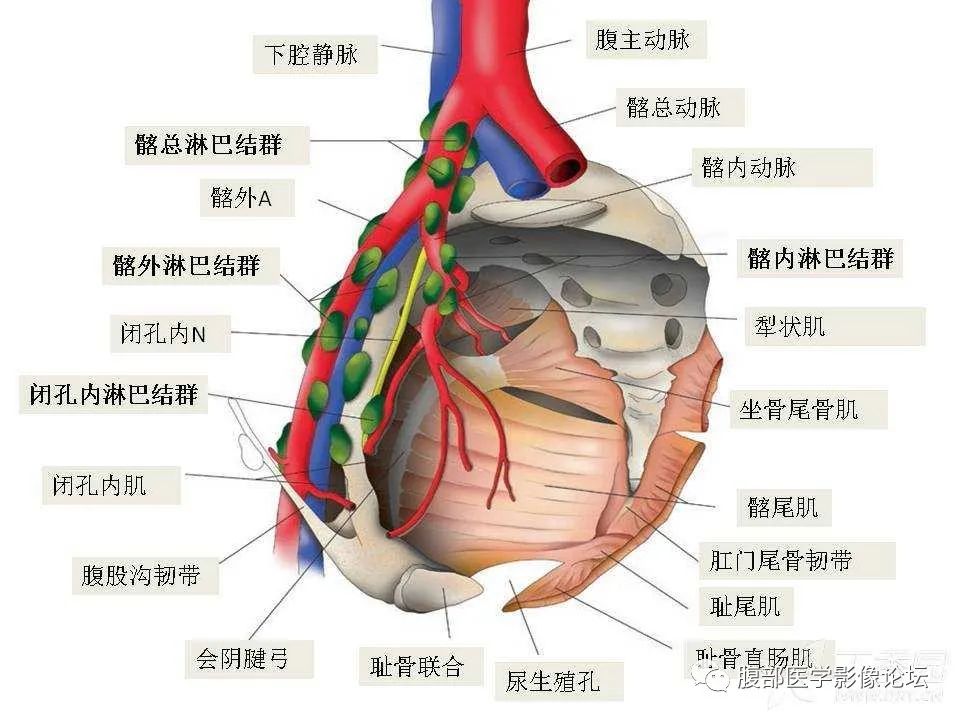 影像PPT - 【PPT】前列腺的解剖和功能-42