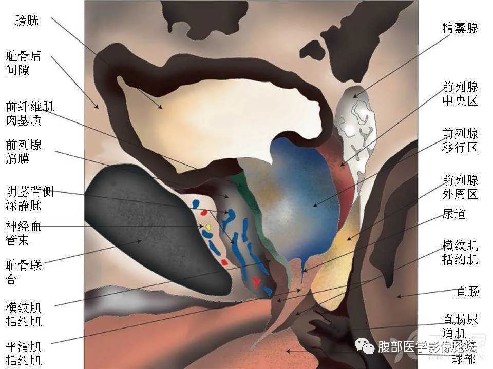 影像PPT - 【PPT】前列腺的解剖和功能-48