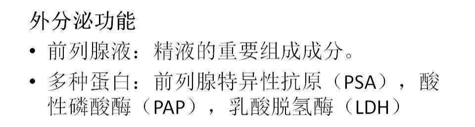 影像PPT - 【PPT】前列腺的解剖和功能-64