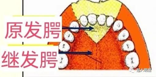 影像PPT - 原发腭、继发腭、硬腭、软腭的解剖-2 影像PPT - 原发腭、继发腭、硬腭、软腭的解剖-2