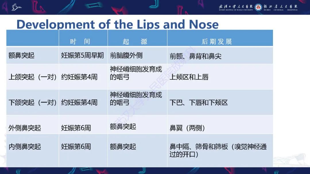 影像PPT - 【PPT】胎儿面部畸形MR诊断-13