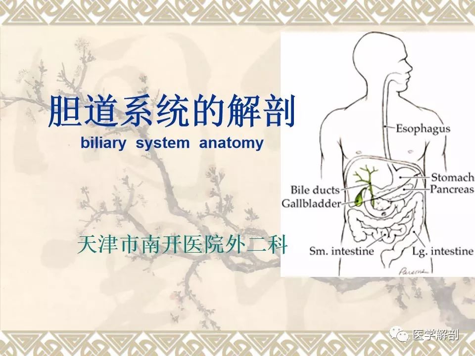 影像PPT - 【PPT】胆道系统的解剖-1